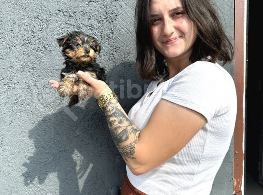 Yorkshire Yavru Bursa Köpek Okulu