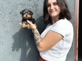 Yorkshire Yavru Bursa Köpek Okulu