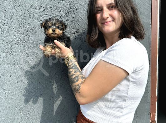 Yorkshire Yavru Bursa Köpek Okulu görsel