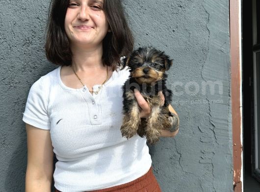 Yorkshire Yavru Bursa Köpek Okulu görsel
