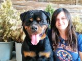Secereli Rottweiler Yavru Bursa Köpek Okulu