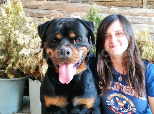 Secereli Rottweiler Yavru Bursa Köpek Okulu görsel
