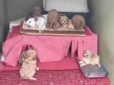 Her Kese Her Keseye Uygun Renk Renk Toy Poodle Yavrular