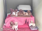 Her Kese Her Keseye Uygun Renk Renk Toy Poodle Yavrular