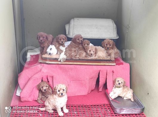Her Kese Her Keseye Uygun Renk Renk Toy Poodle Yavrular görsel