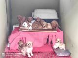 Her Kese Her Keseye Uygun Renk Renk Toy Poodle Yavrular