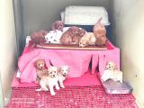 HER KESE HER KESEYE UYGUN RENK RENK TOY POODLE YAVRULAR