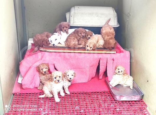 Her Kese Her Keseye Uygun Renk Renk Toy Poodle Yavrular