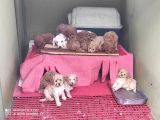 Her Kese Her Keseye Uygun Renk Renk Toy Poodle Yavrular