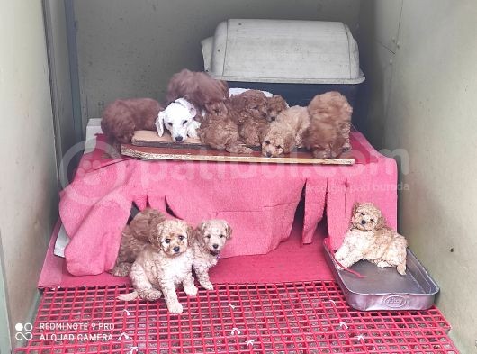 Her Kese Her Keseye Uygun Renk Renk Toy Poodle Yavrular görsel