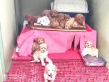 Her Kese Her Keseye Uygun Renk Renk Toy Poodle Yavrular