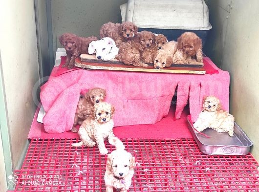 Her Kese Her Keseye Uygun Renk Renk Toy Poodle Yavrular görsel