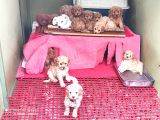 Her Kese Her Keseye Uygun Renk Renk Toy Poodle Yavrular