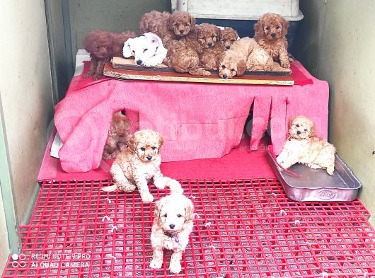 Her Kese Her Keseye Uygun Renk Renk Toy Poodle Yavrular görsel