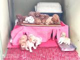 Her Kese Her Keseye Uygun Renk Renk Toy Poodle Yavrular