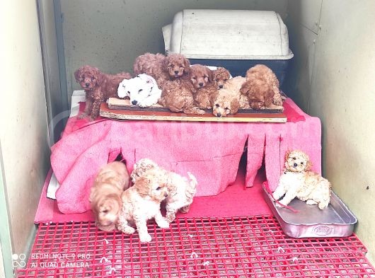 Her Kese Her Keseye Uygun Renk Renk Toy Poodle Yavrular görsel