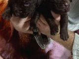Safkan Çikolata Labrador Yavrularimiz