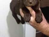 Safkan Çikolata Labrador Yavrularimiz