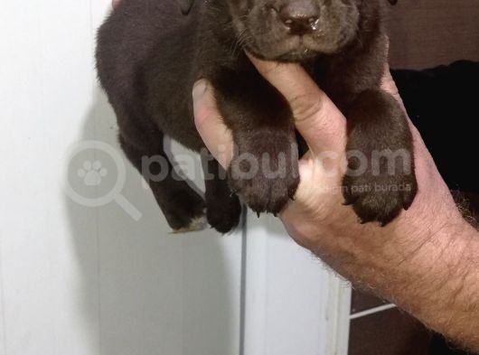 Safkan Çikolata Labrador Yavrularimiz görsel