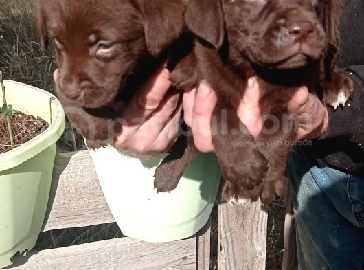 Safkan Çikolata Labrador Yavrularimiz