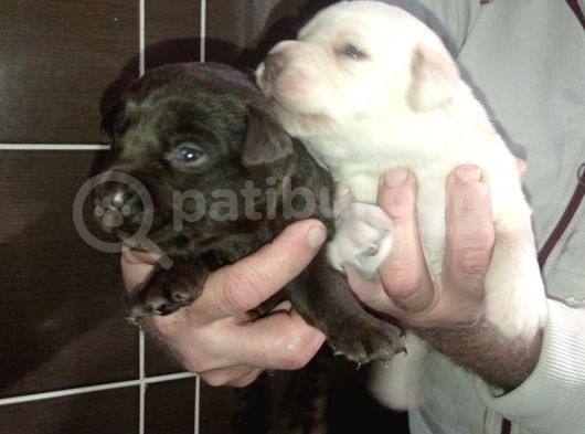 Labrador Yavrularimiz görsel