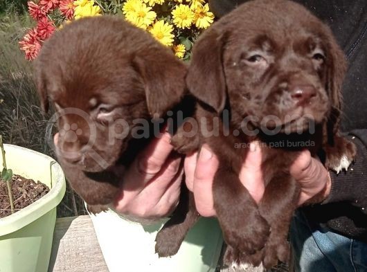 Labrador Yavrularimiz