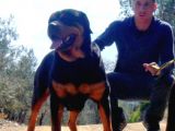 Koca Kafa Rotweiler Yavruları