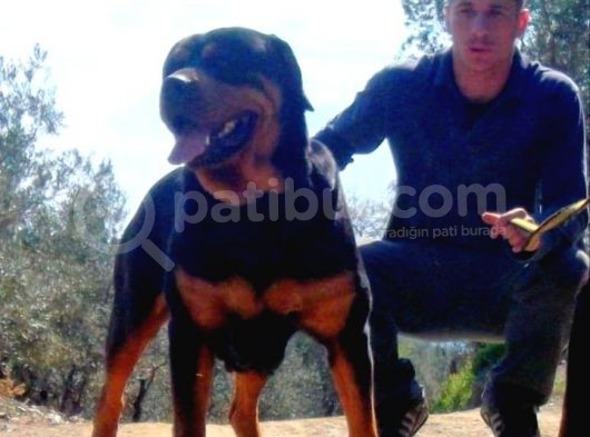 Koca Kafa Rotweiler Yavruları görsel