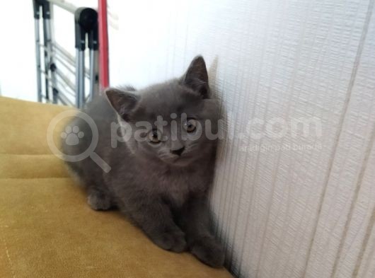 Beşi Bir Yerde Mis Bebekler görsel