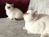 British shorthair Blue point yavru