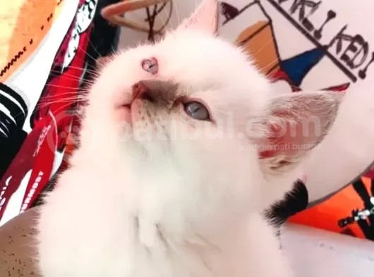 British Shorthair Blue Point Yavru görsel