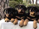Koca Kafa Rotweiler Yavruları