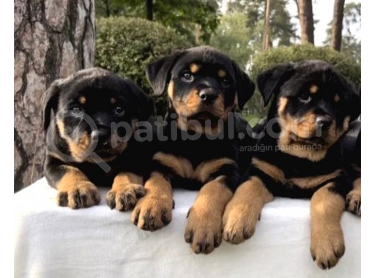 Koca Kafa Rotweiler Yavruları görsel