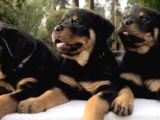 Koca Kafa rotweiler yavruları