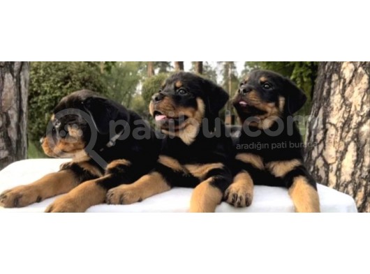 Koca Kafa Rotweiler Yavruları