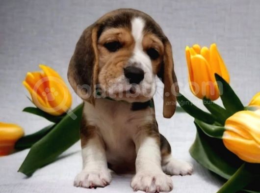 Beagle Bebekler görsel