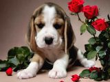 Beagle bebekler