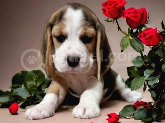 Beagle Bebekler