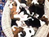 Beagle Bebekler