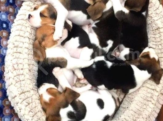 Beagle Bebekler görsel