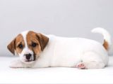 Kısa bacak Jack Russell yavrular