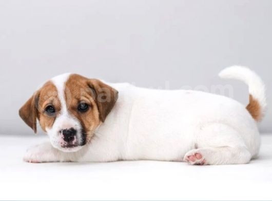 Kısa Bacak Jack Russell Yavrular
