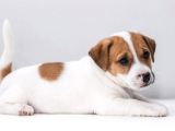 Kısa Bacak Jack Russell Yavrular