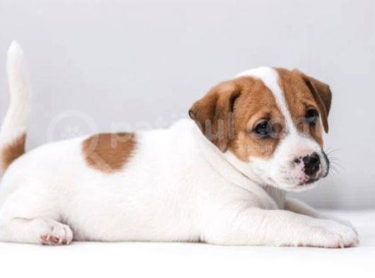 Kısa Bacak Jack Russell Yavrular görsel