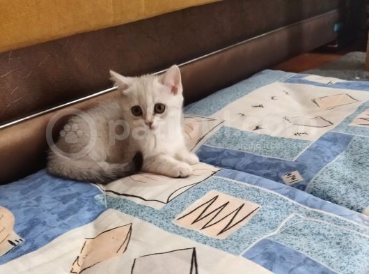 Beşi Bir Yerde Mis Bebekler