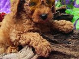 En Guzeli̇ En Hesapli̇si̇ Bi̇zde Toy Poodle