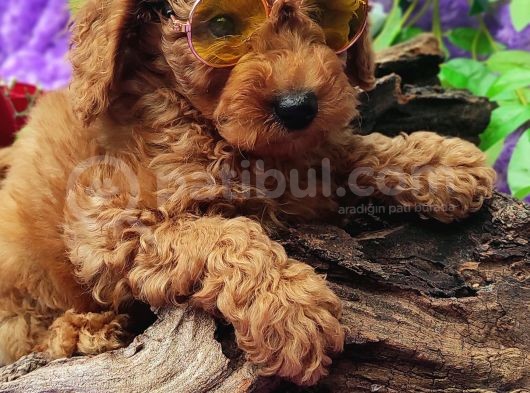 En Guzeli̇ En Hesapli̇si̇ Bi̇zde Toy Poodle görsel