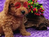 En Guzeli̇ En Hesapli̇si̇ Bi̇zde Toy Poodle
