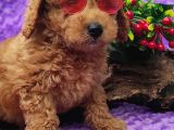 En Guzeli̇ En Hesapli̇si̇ Bi̇zde Toy Poodle
