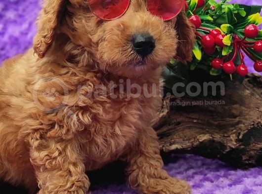 En Guzeli̇ En Hesapli̇si̇ Bi̇zde Toy Poodle görsel